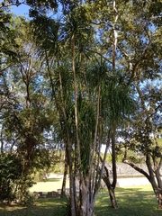 Beaucarnea guatemalensis