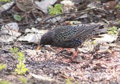 Sturnus vulgaris