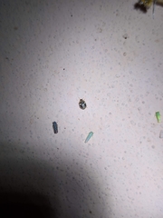 Psyllobora bicongregata