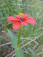 Zinnia peruviana