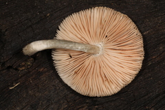 Pluteus saupei