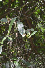 Psolodesmus mandarinus mandarinus