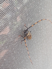 Retrachydes thoracicus