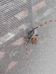 Retrachydes thoracicus