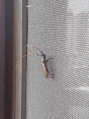 Retrachydes thoracicus