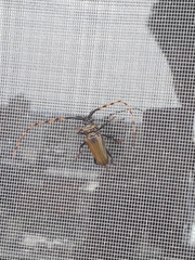 Retrachydes thoracicus