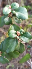Ribes viburnifolium