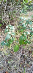 Ribes viburnifolium