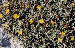 Launaea cervicornis