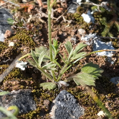 Ranunculus velutinus