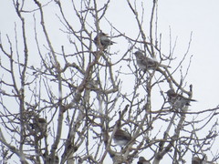 Turdus pilaris
