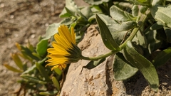 Calendula suffruticosa
