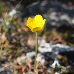 Ranunculus velutinus