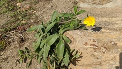 Calendula suffruticosa