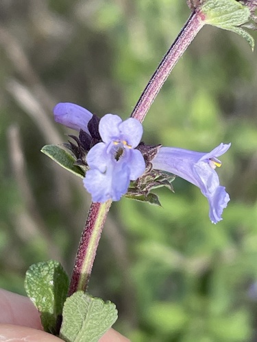 Baja Blue Sage