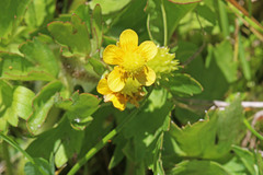 Ranunculus macounii