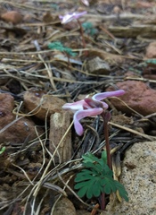 Dicentra uniflora
