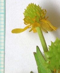 Ranunculus macounii