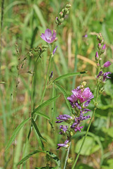 Sidalcea oregana oregana