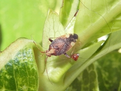 Chinamiris indeclivis