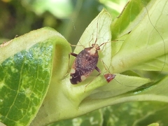 Chinamiris indeclivis