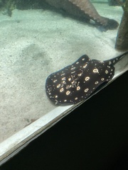 Potamotrygon leopoldi