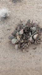Opuntia basilaris