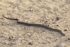 Helicops infrataeniatus