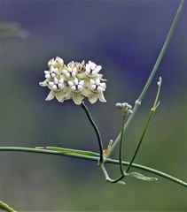Funastrum gracile