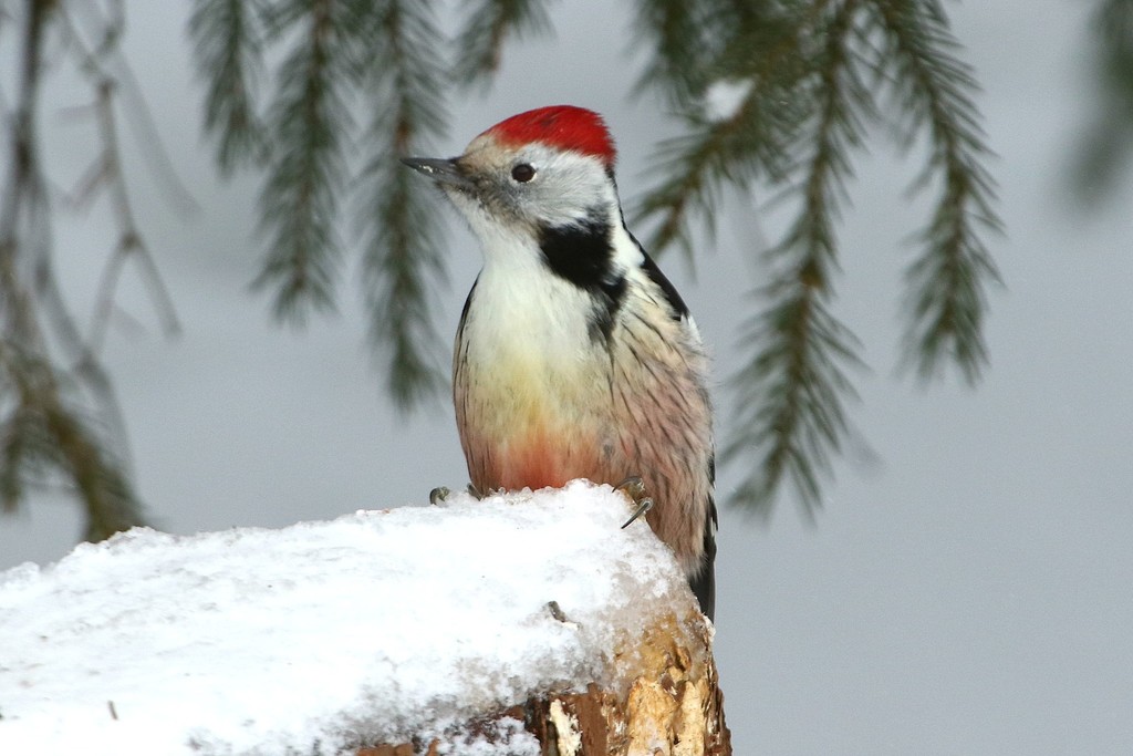 Middle Spotted Woodpecker and Allies