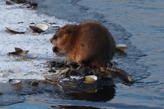 Ondatra zibethicus