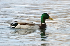 Anas platyrhynchos