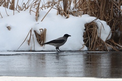 Corvus cornix
