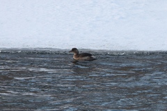 Tachybaptus ruficollis