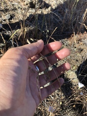 Leptosiphon liniflorus