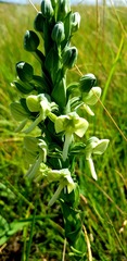 Habenaria epipactidea