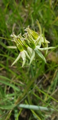 Asclepias eminens
