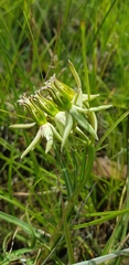 Asclepias eminens