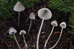 Mycena robusta