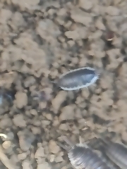 Porcellio hoffmannseggii