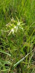 Asclepias eminens