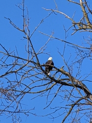 Haliaeetus leucocephalus