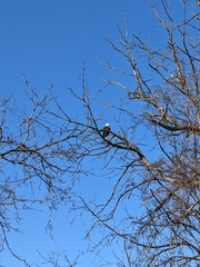 Haliaeetus leucocephalus