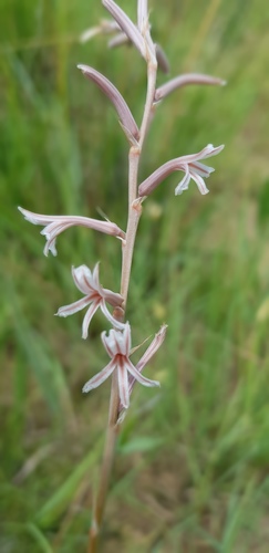 Aloe bergeriana