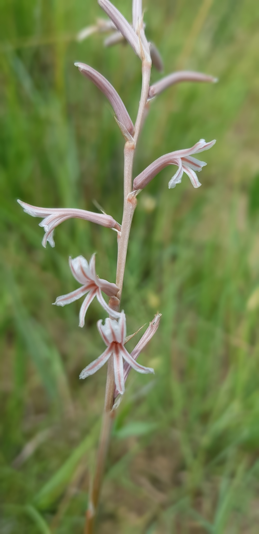 Aloe bergeriana