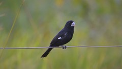 Sporophila crassirostris