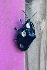 Mesomphalia sublaevis