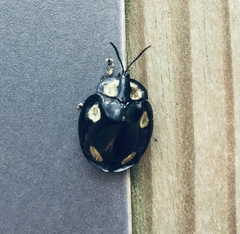 Mesomphalia sublaevis