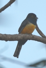 Trogon caligatus