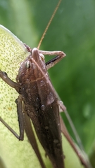 Tettigoniidae